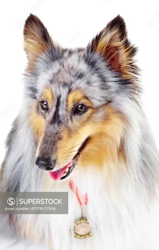 Champion shetland sheepdog wearing a gold medal against a white background