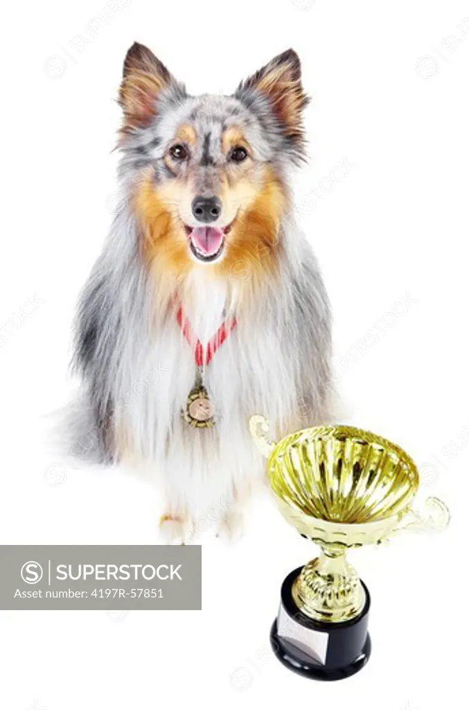 Champion shetland sheepdog wearing a gold medal and sitting alongside a trophy against a white background