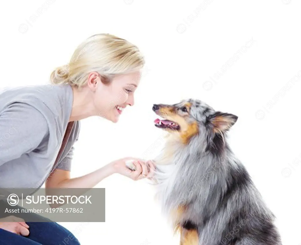 Happy young dog owner holding the paw of her shetland sheepdog