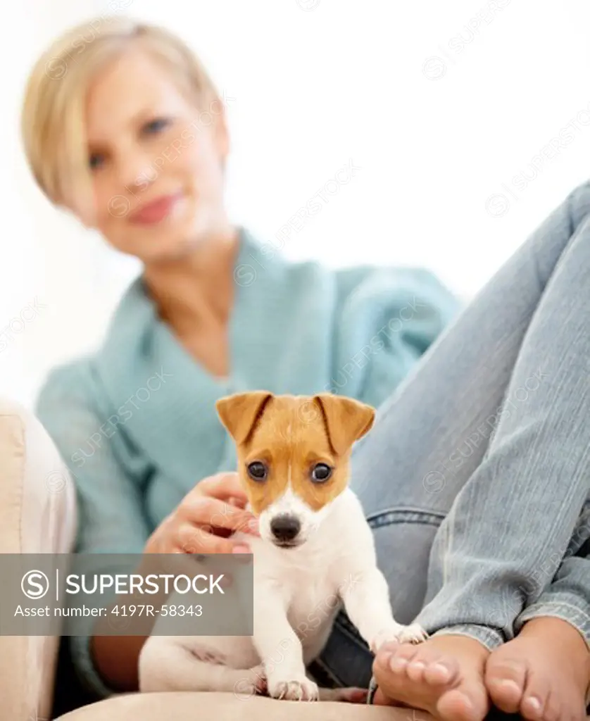 A cute puppy sitting on the couch with it's paw on its owner's foot