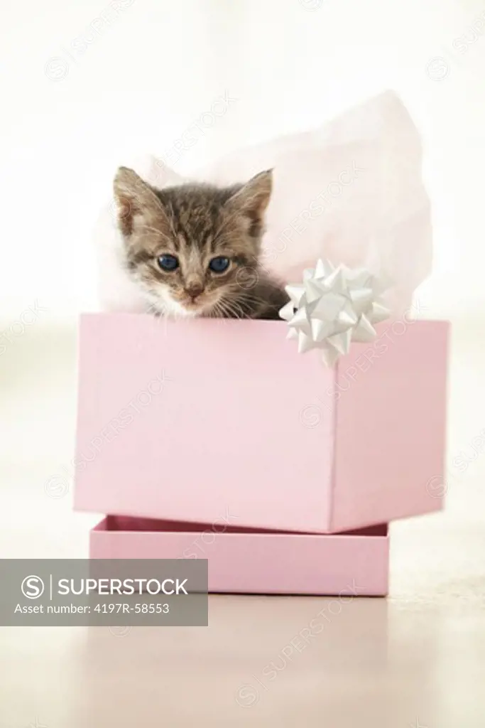 Adorable kitten in a pink gift box