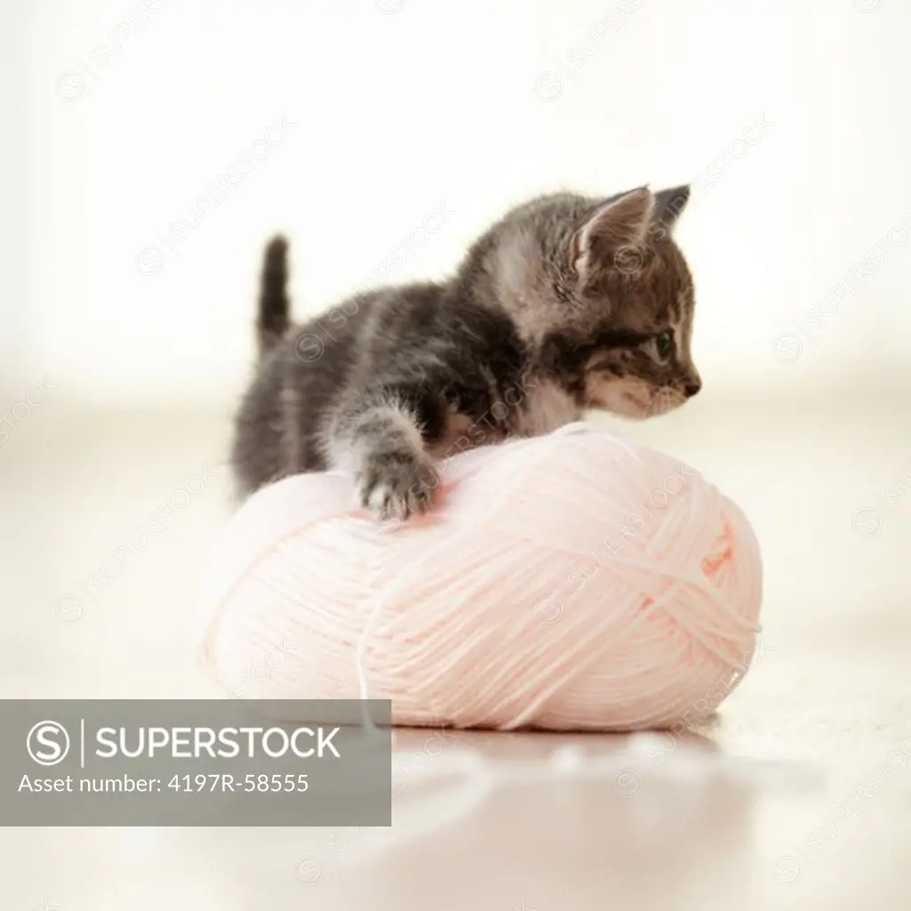 Adorable kitten playing with a pink ball of wool