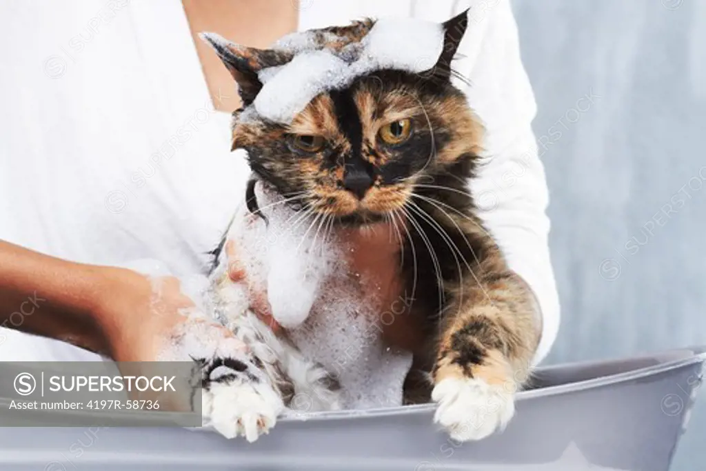Beautiful tortoiseshell cat receiving an unwelcome bath