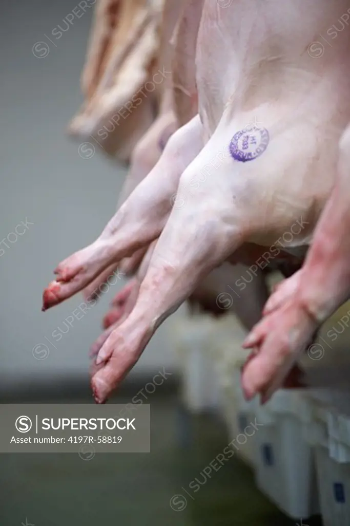 Cropped image of pig carcasses hanging in a cold storage facility