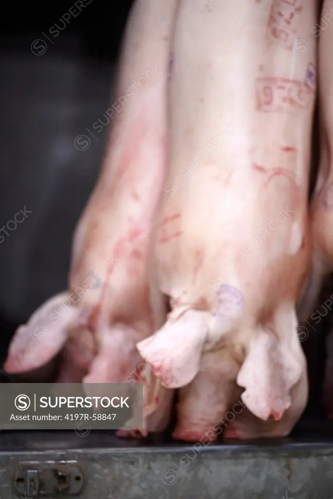 Pig carcasses hanging upside down in a cool storage factory