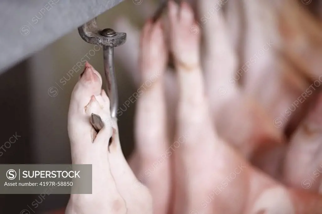Closeup of a pig hoof hooked on a meat hook in a slaughterhouse