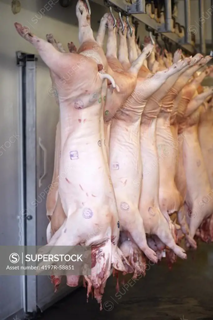 Row of pig carcasses hanging in a cold storage facility