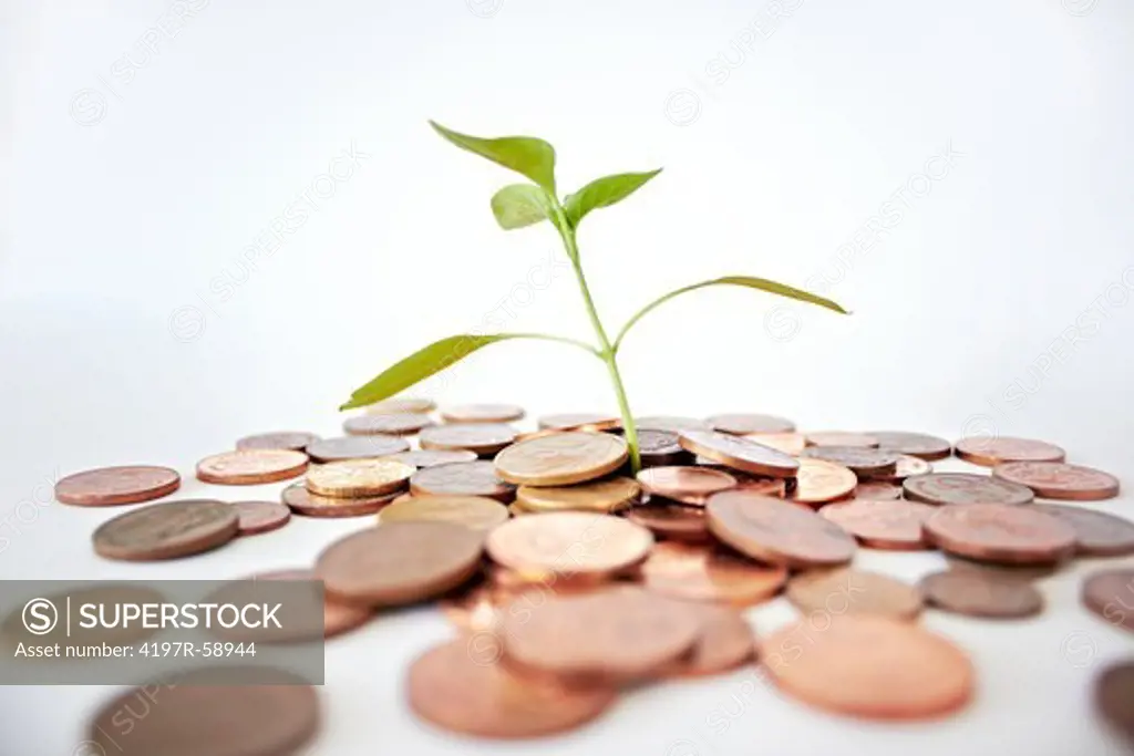 A studio shot of a bunch of coins with a small plant stalk coming out of it