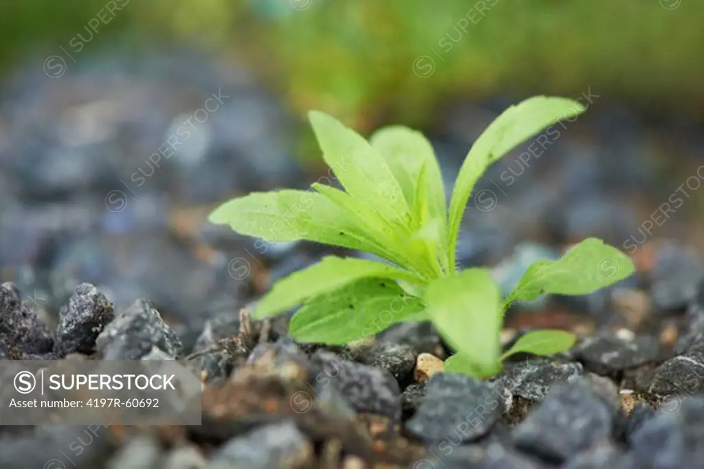 Low angle shot of a small plant growing out of some rocky soil