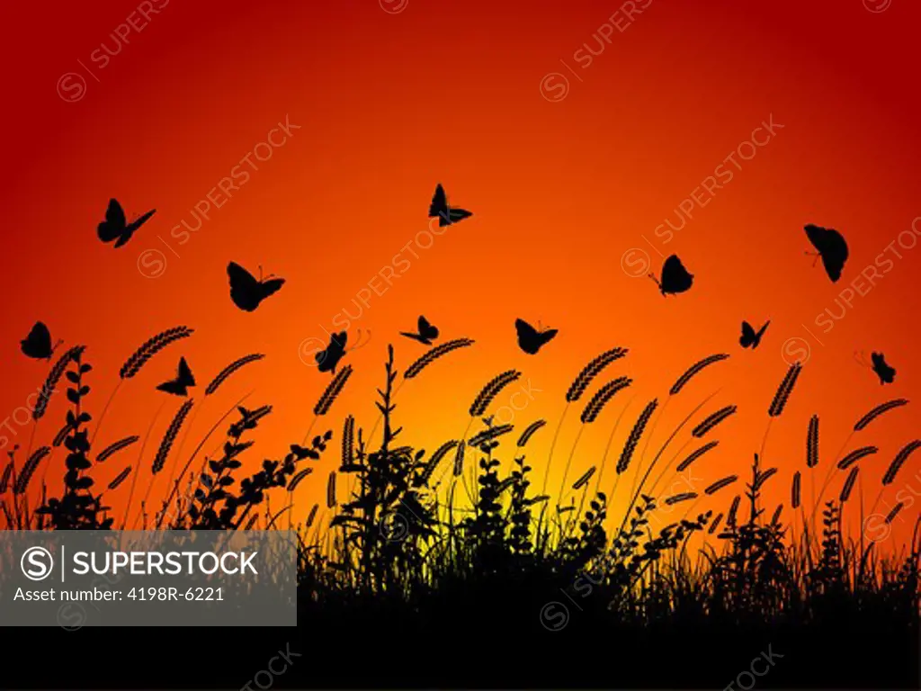 Silhouette of butterflies flying amongst wheat and foliage