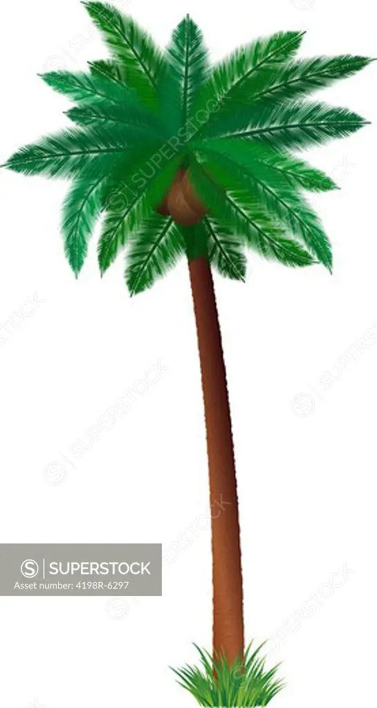 Detailed illustration of a palm tree with coconuts