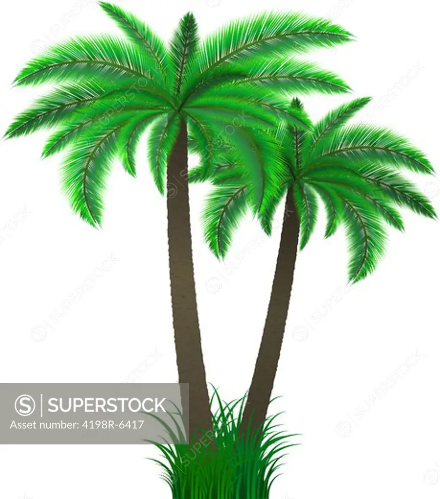 Detailed illustration of two palm trees in grass