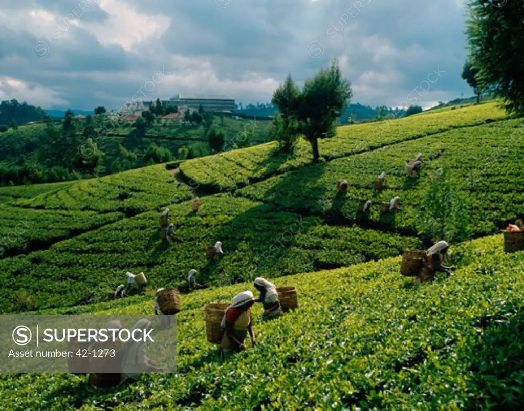 High angle view of a group of women harvesting tea, Sri Lanka