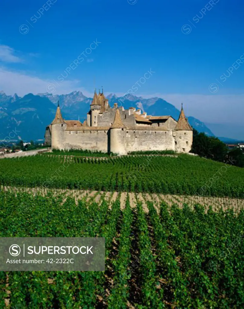 Vineyards in front of a castle, Aigle Castle, Switzerland