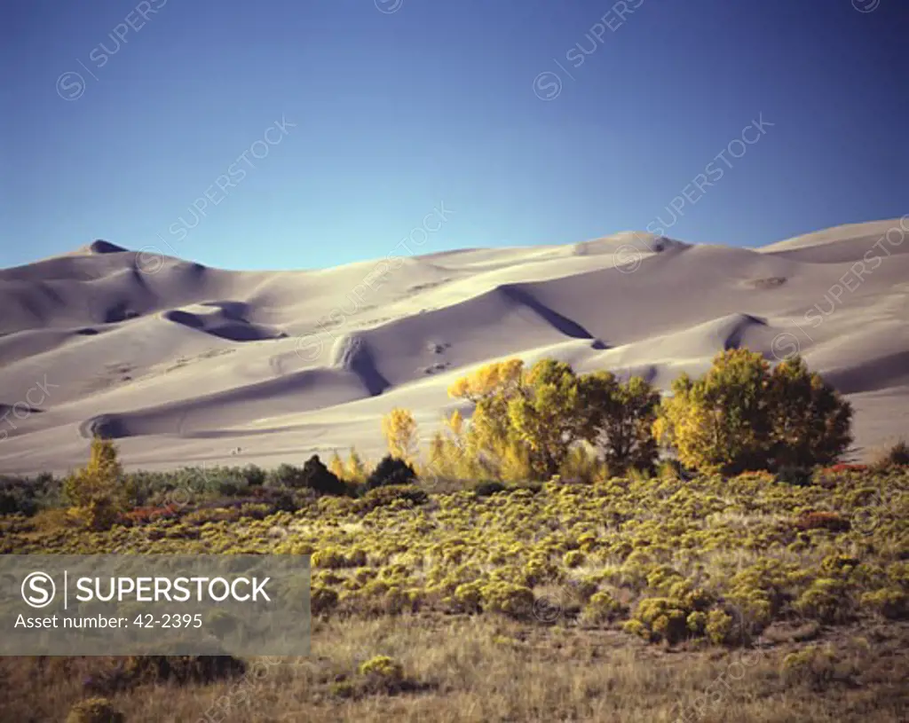 Trees in front of sand dunes, Great Sand Dunes National Monument, Colorado, USA