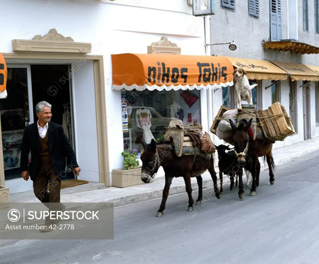 Mature man walking with two donkeys on the street, Greece
