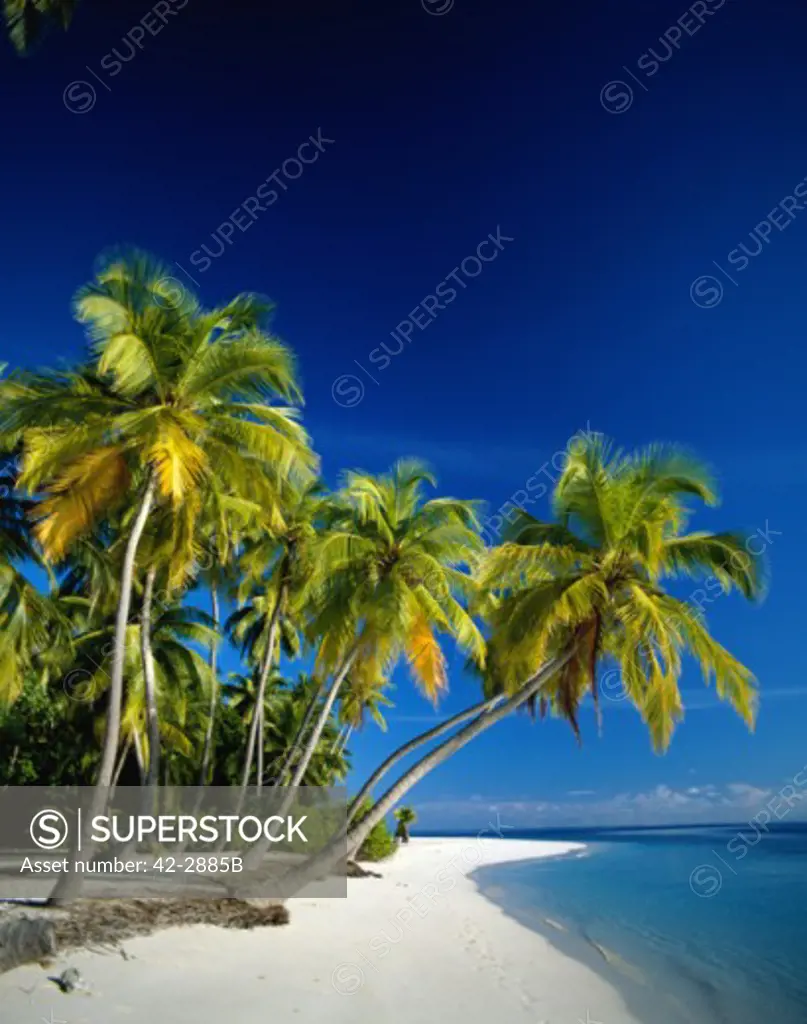 Palm trees leaning over a beach, Kuda Bandos, Maldives
