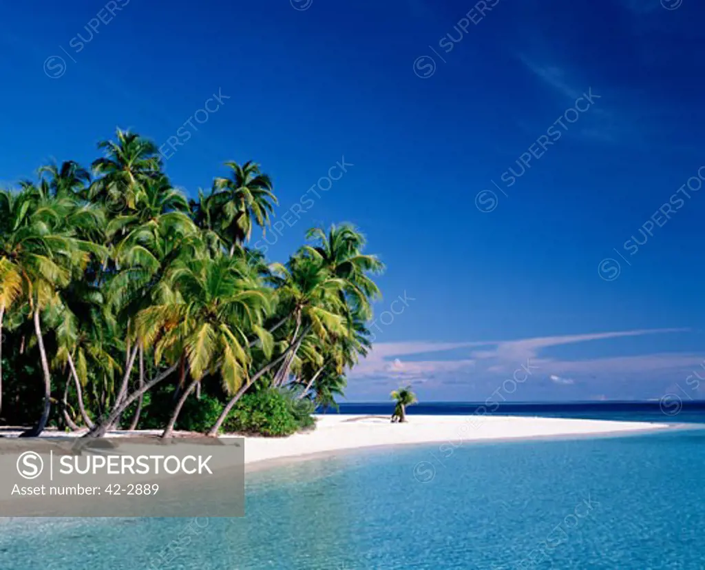 Palm trees on the beach, Maldives