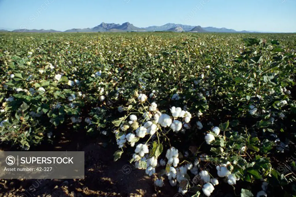 Cotton plants in a field, Arizona, USA