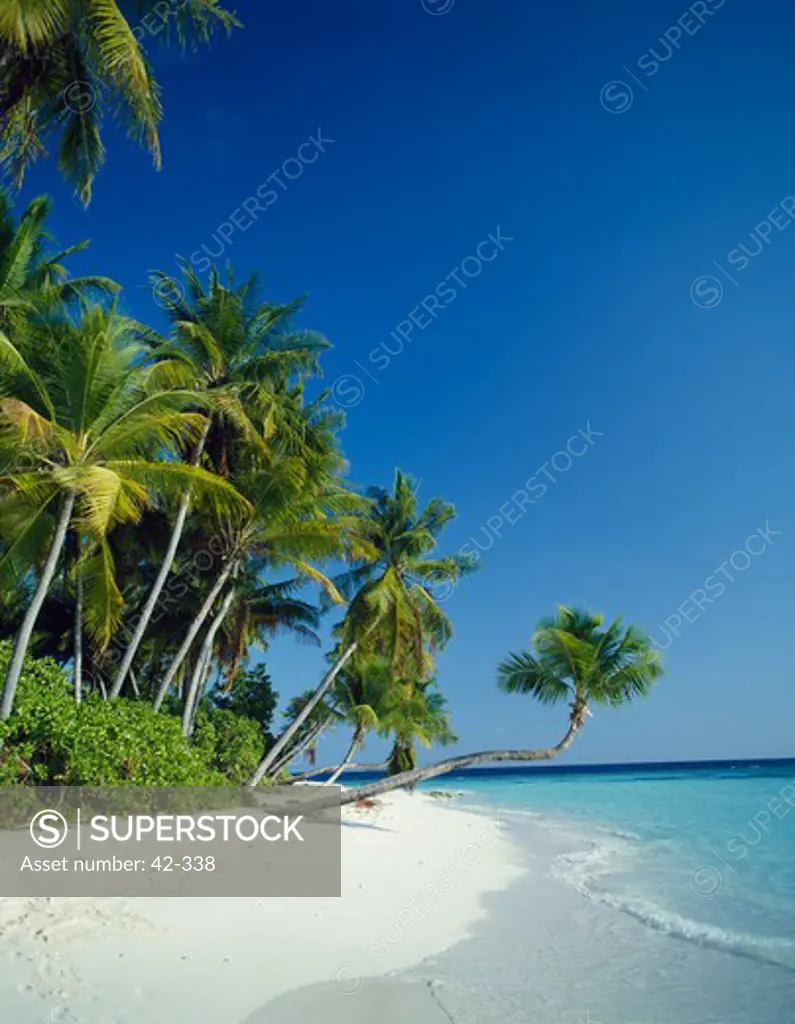 Palm trees on the beach, Kuda Bandos, Maldives