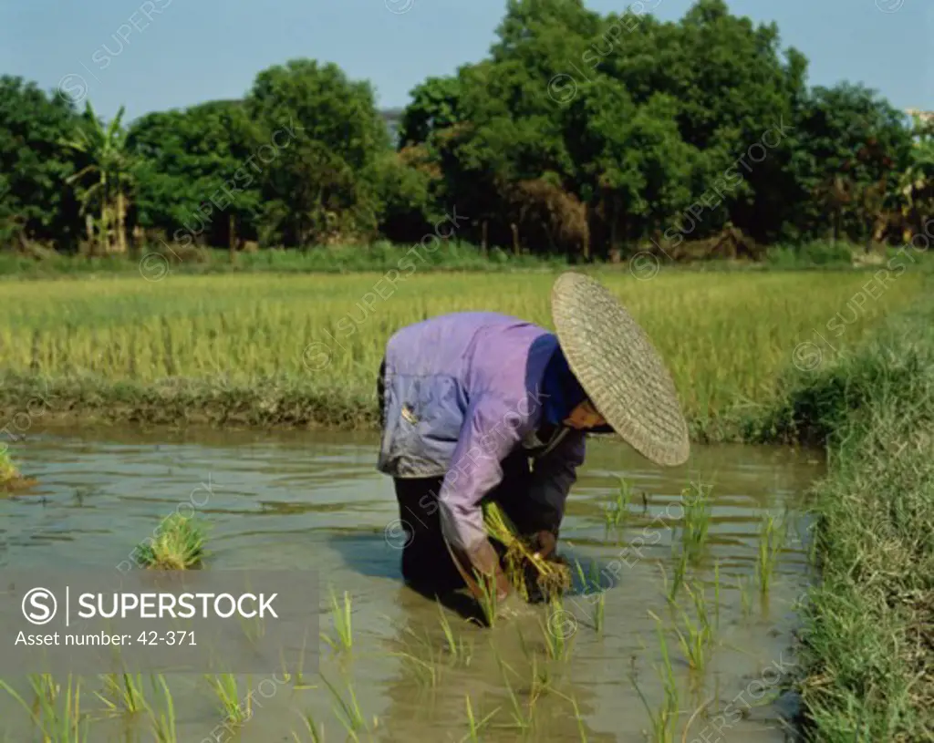 Side profile of a woman planting rice in a paddy field, Thailand