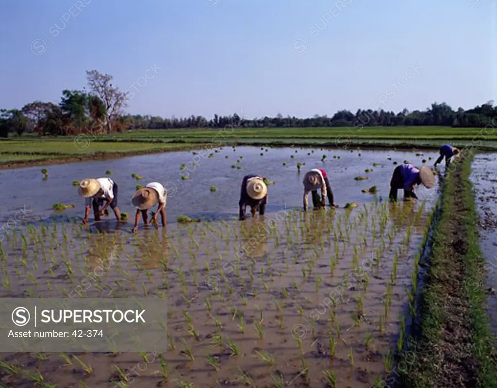 Farmers planting rice in a field, Thailand