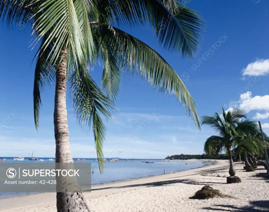 Palm trees on the beach, Pattaya Beach, Thailand