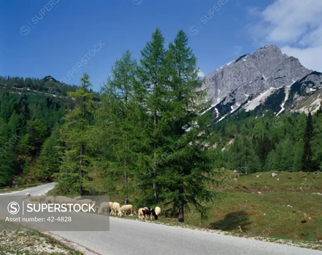 Herd of sheep grazing on a road side, Julian Alps, Slovenia