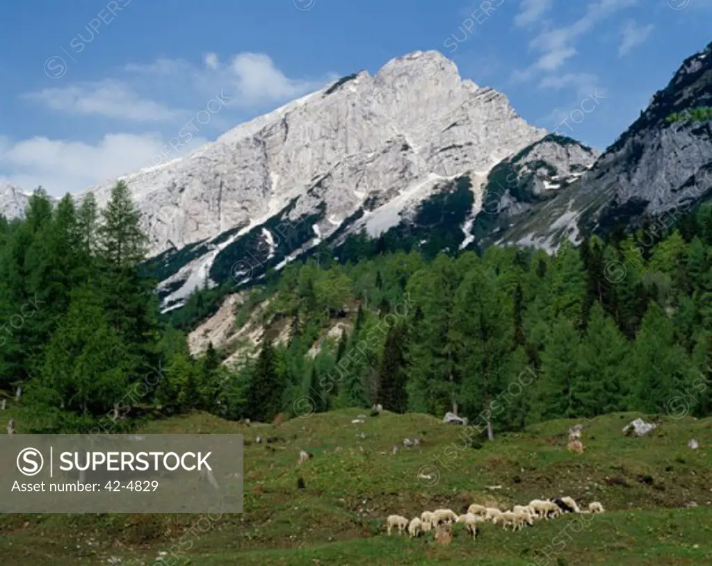 Herd of sheep grazing in a grassy field, Julian Alps, Slovenia