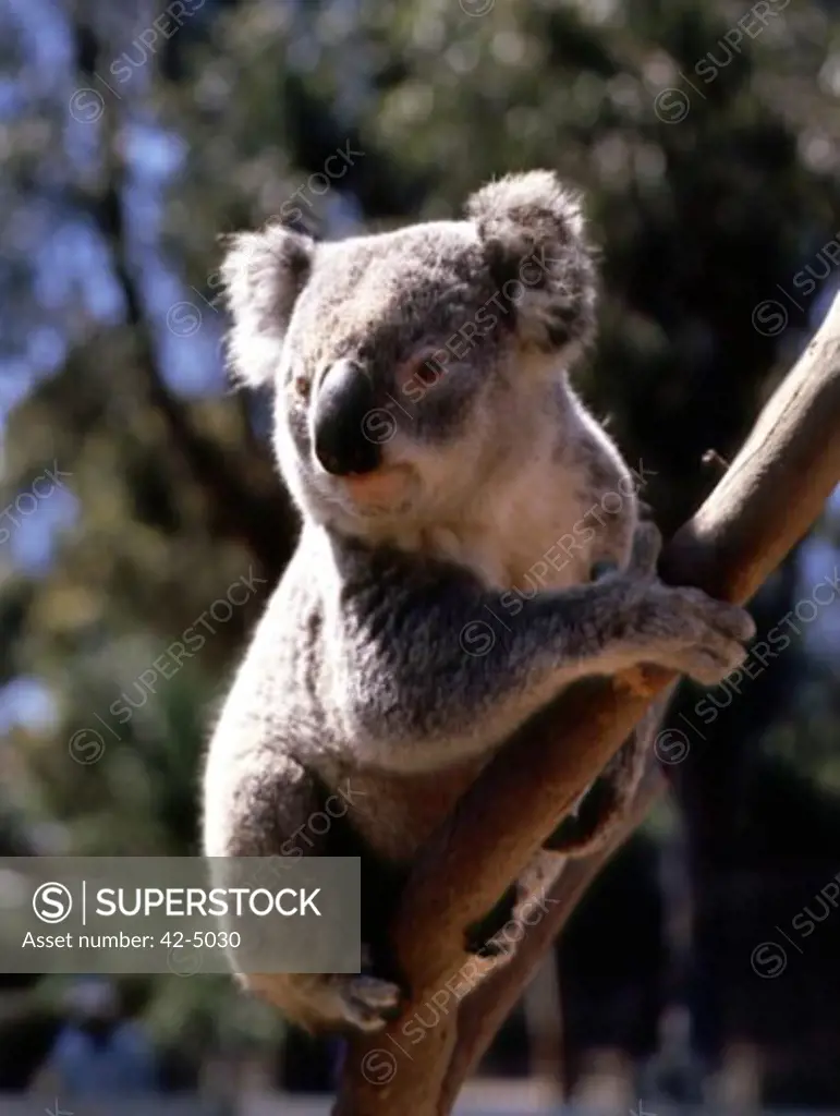 Koala on a tree branch, Australia (Phascolarctos cinereus)
