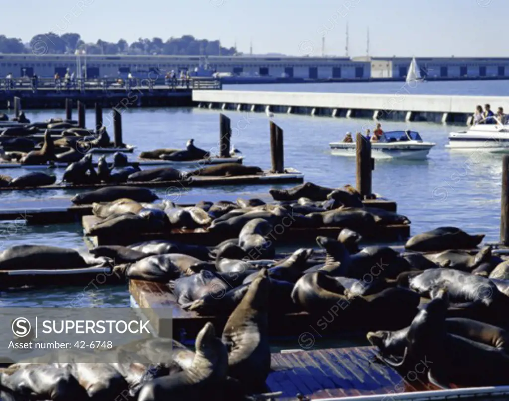 Tourist looking at sea lions, Pier 49, San Francisco, California, USA