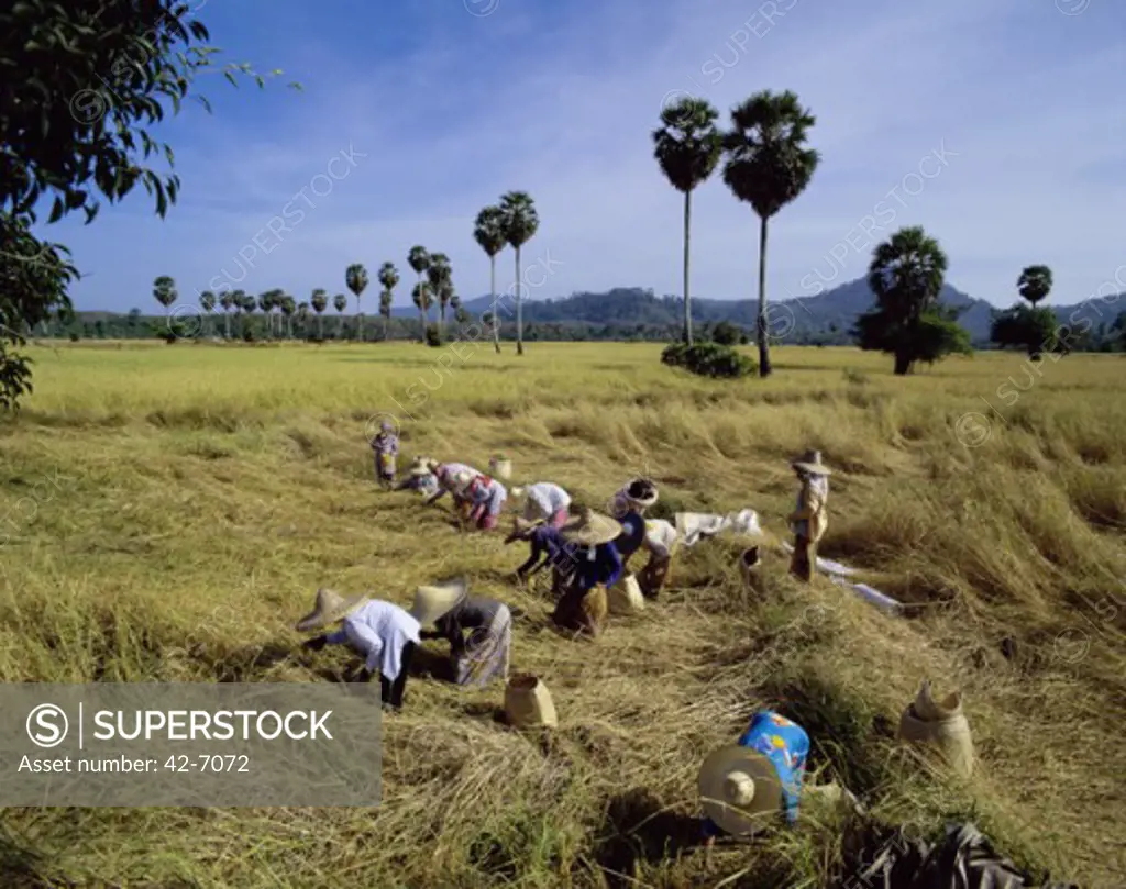 Farmers working in a rice field, Phuket, Thailand