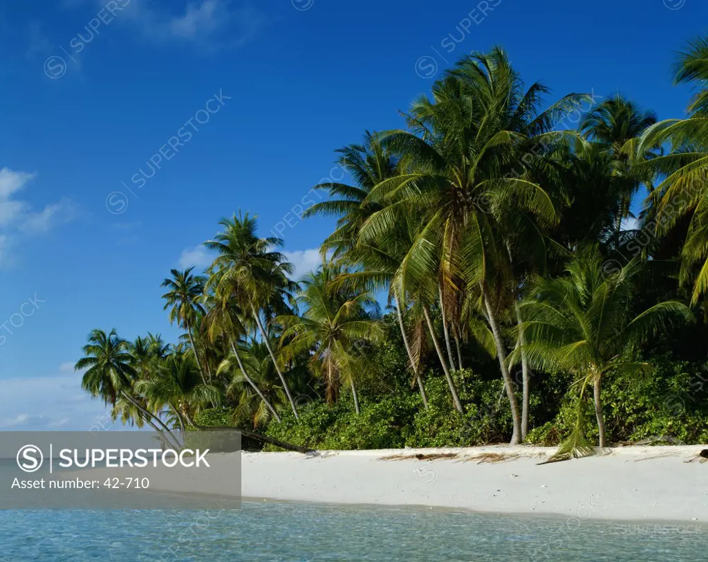 Palm trees on the beach, Kuda Bandos, Maldives