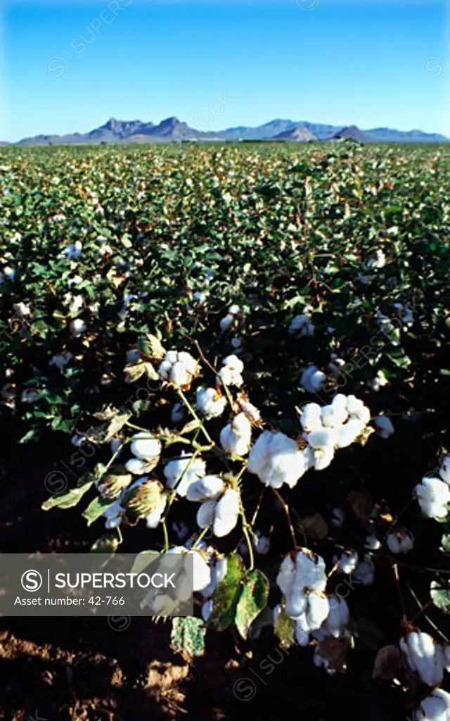 Cotton plants in a field, Arizona, USA