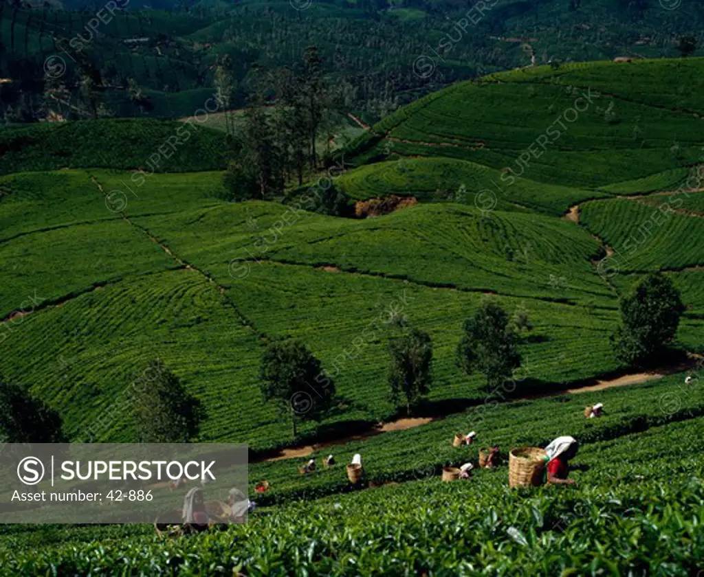 High angle view of group of women picking tea leaves in a tea field, Sri Lanka