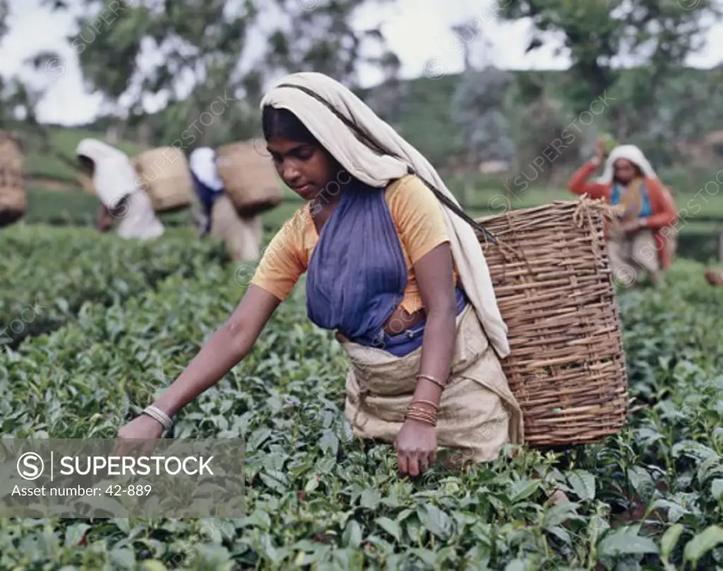 Young woman picking tea leaves in a tea field, Sri Lanka
