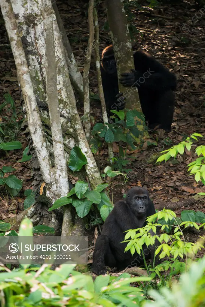 Western Lowland Gorilla (Gorilla gorilla gorilla) pair in rainforest, Odzala-Kokoua National Park, Democratic Republic of the Congo
