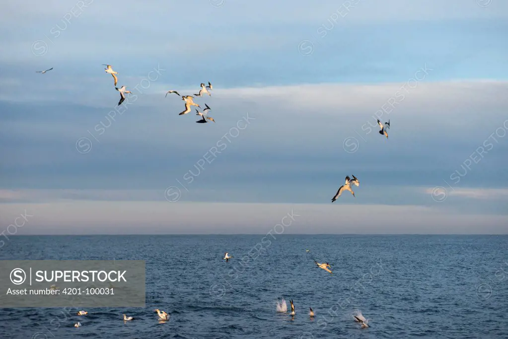 Cape Gannet (Morus capensis) group diving for fish, Eastern Cape, South Africa