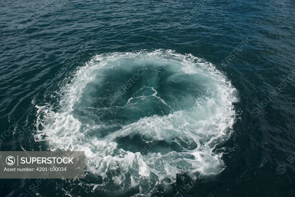 Humpback Whale (Megaptera novaeangliae) bubble ring, Eastern Cape, South Africa, Sequence 2 of 3
