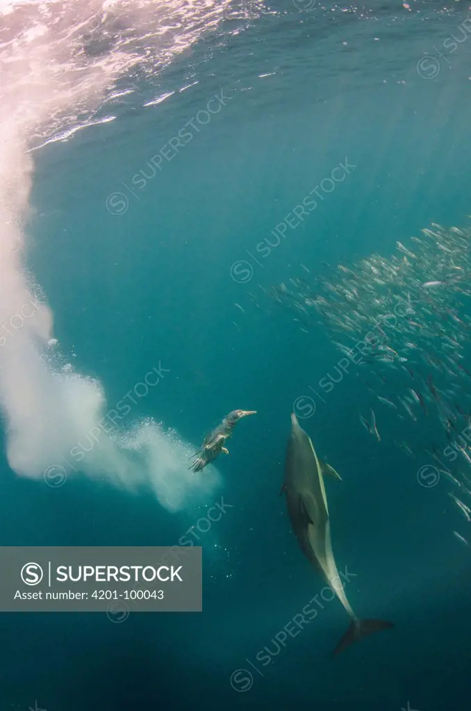 Long-beaked Common Dolphin (Delphinus capensis) and diving Cape Gannet (Morus capensis) hunting Pacific Sardines (Sardinops sagax), Eastern Cape, South Africa