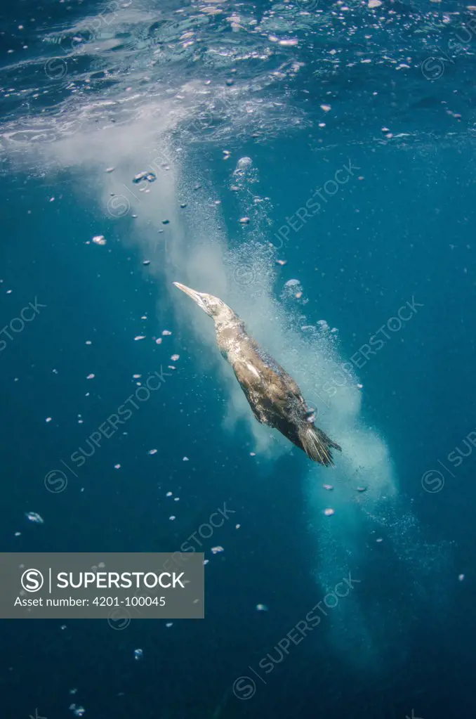 Cape Gannet (Morus capensis) swimming to surface, Eastern Cape, South Africa