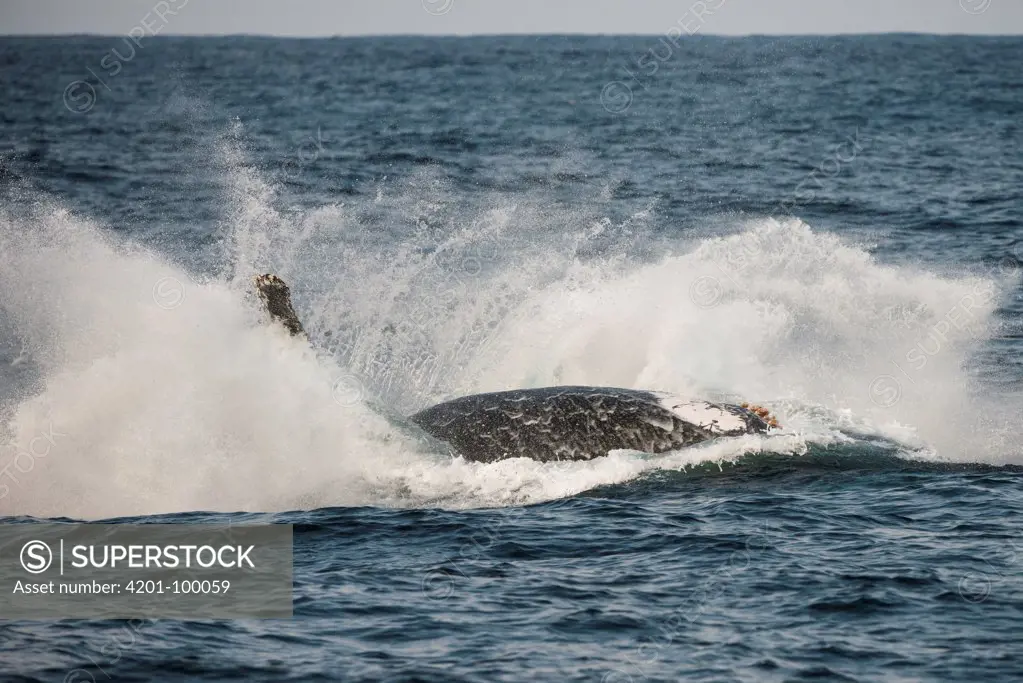 Humpback Whale (Megaptera novaeangliae) breaching, Eastern Cape, South Africa. Sequence 4 of 5