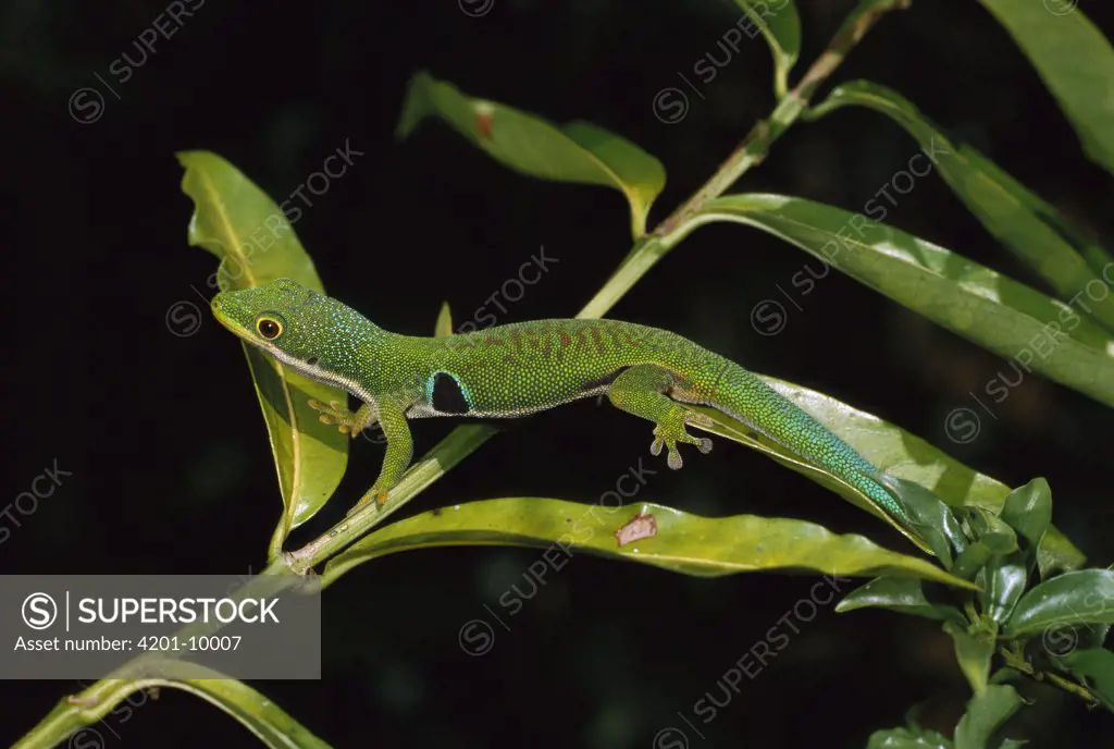 Peacock Day Gecko (Phelsuma quadriocellata) on branch, Madagascar