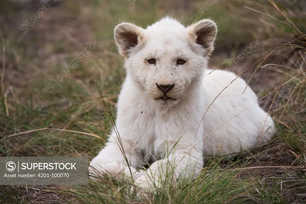African Lion (Panthera leo) cub, bred for white color, Inkwenkwezi Private Game Reserve, Eastern Cape, South Africa
