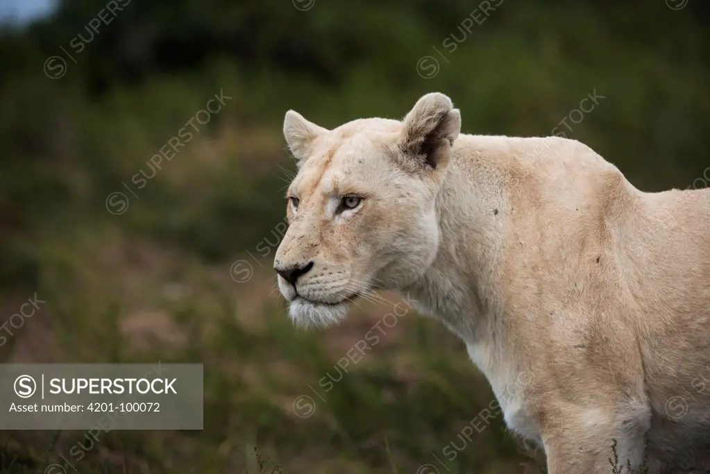 African Lion (Panthera leo) female, bred for white color, Inkwenkwezi Private Game Reserve, Eastern Cape, South Africa