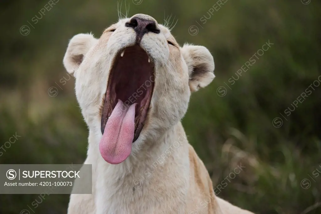 African Lion (Panthera leo) female yawning, Inkwenkwezi Private Game Reserve, Eastern Cape, South Africa