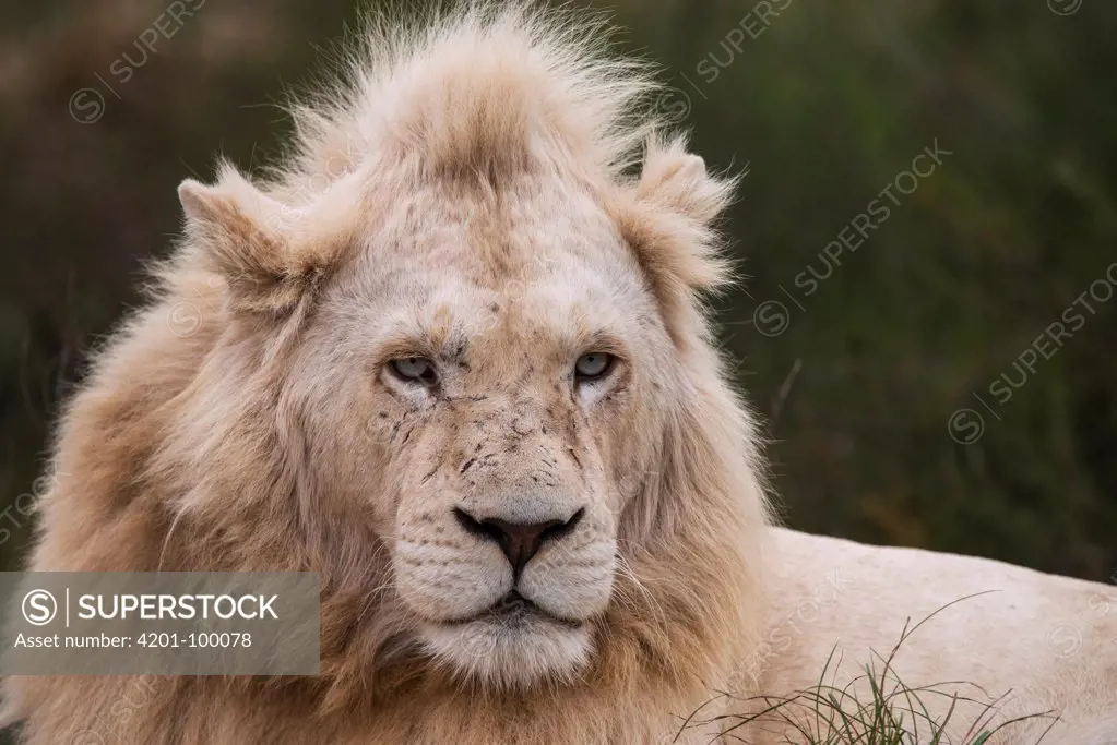 African Lion (Panthera leo) male, bred with half white genes, Inkwenkwezi Private Game Reserve, Eastern Cape, South Africa