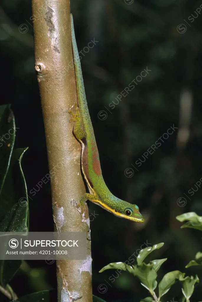 Gecko (Phelsuma pusilla) on tree trunk, Ranomafana National Park, Madagascar
