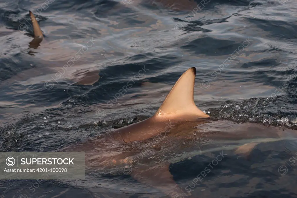 Black-tip Shark (Carcharhinus limbatus) pair swimming near surface, Umkomaas, Kwazulu Natal, South Africa