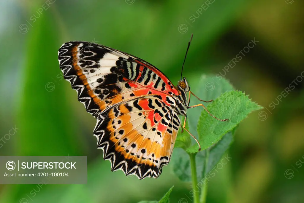 Malay Lacewing (Cethosia hypsea) butterfly in captive breeding program, Malaysia